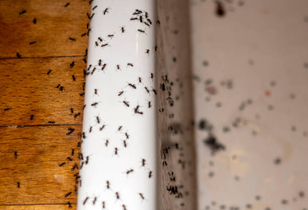 Best Best Pest Control Companies  in Othello, WA